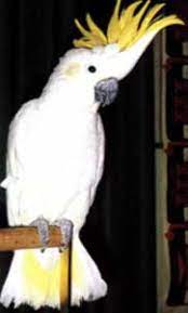 Parrots Place Cacatua Sulfurea Cacatua S Sulphurea