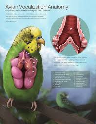 Squidddsss Adli Kullanicinin Anatomi Panosundaki Pin Hayvan Anatomisi Veterinerler Muhabbet Kuslari
