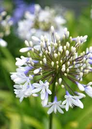 African Lily Annual Plants Agapanthus African Lily