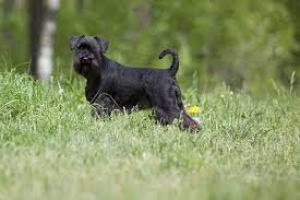 Click here to be notified when new miniature schnauzer puppies are listed. Miniature Schnauzer Puppies For Sale From Reputable Dog Breeders