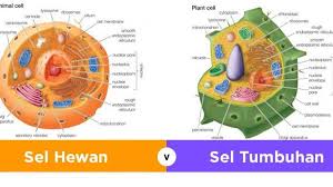 Sel Dan Jaringan Tumbuhan Biology Quiz Quizizz