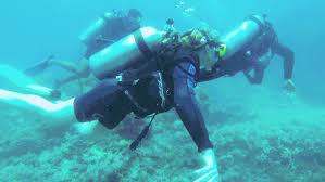 Maybe you would like to learn more about one of these? Great Barrier Reef Scuba Diving Diving Great Barrier Reef