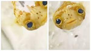Feeding Time Man Feeds His Puffer Fish Times Of India Videostweets By Timeslitfestdeltweets By Timeslitfestkol