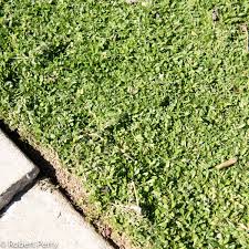 Image result for Lippia