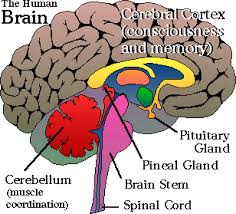 Image result for the brain is ignorant