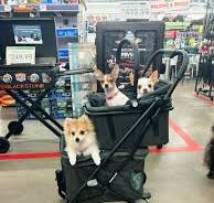 Got to use my new double stroller for my 3 girls 💖🥰 : r ...