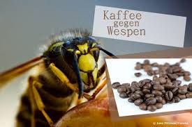 Hilft Kaffee Gegen Wespen Vertreibt Kaffeeduft Die Storenfriede
