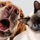 Beginners Remote Viewing Animal Mediumship event image