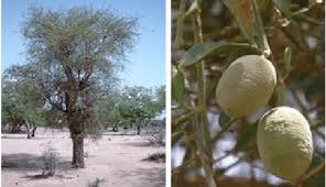 Image result for Balanites aegyptiaca