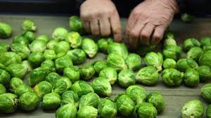 Задание 9 what vegetables are exported from ireland to other countries? Summer Heatwave Means Much Smaller Brussels Sprouts This Christmas