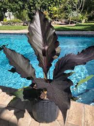 Anthurium Black Dragon 10 Pot In 2020 Anthurium Anthurium Plant Unusual Plants