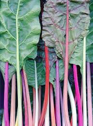 21380 Beta Vulgaris Var Cicla Color Edible Garden Food Art