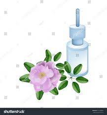 Beautiful Flower Illustration Of Beautiful Pink Roses With Essential Oil Isolated On A White Backgr Beautiful Pink Roses Rose Illustration Flower Illustration