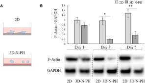 Iklab nedir, iklab ne demek, iklap ne demek. Three Dimensional Spheroid Culture Increases Exosome Secretion From Mesenchymal Stem Cells Springerlink
