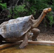 This beautiful country is a paradise everywhere you look at it. Ecuador Auf Den Galapagos Inseln Sind Aliens Die Grosste Gefahr Welt