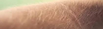 If you are careful not to get the bleach anywhere but on the arm hairs, it is not bad. Why Does The Hair On My Body That Sees The Most Sun Turn Blonde Quora