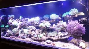 Keindahan akuarium dan penghuninya sistem filter. Design Aquarium Air Laut Akvodecor Aquarium Indonesia