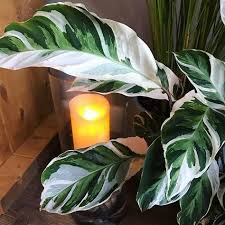 White Fusions Are So Pretty The Candle Behind Is Artificial So Don T Worry Calatheawhitefus Tropical Plants Uk Tropical House Plants House Plants