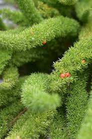 Image result for Asparagus setaceus