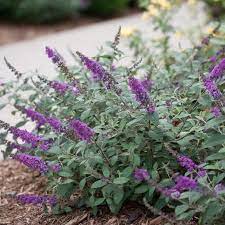 How To Care For Butterfly Bush Container Gardening Flowers Container Flowers Planting Succulents