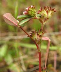 Image result for Trifolium baccarinii