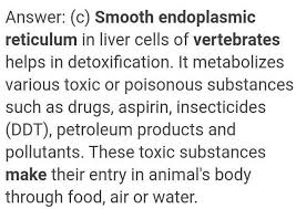 Endoplasmic reticulum has two types, rough endoplasmic reticulum (rer) and smooth endoplasmic reticulum (ser). Where Do Smooth Endoplasmic Reticulum Are Found In Vertebrates And But Crucial Function Does It Play Brainly In