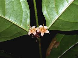 Image result for Cassipourea