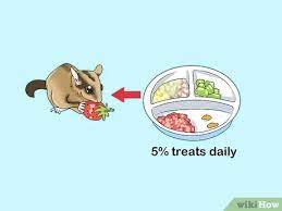 How To Feed A Sugar Glider 15 Steps With Pictures Wikihow