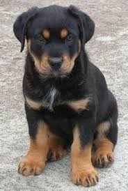 Rottweiler Yavru Rottweiler Yavrulari Rottweiler Sevimli Kopek Yavrulari