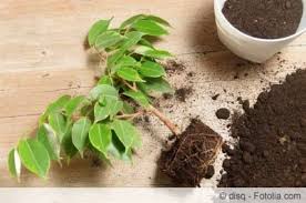 Dabei kann es sich um trauermücken handeln, die ihren pflanzen schaden. Fliegen In Blumenerde Fliegen In Blumenerde Pflanzen Kleine Fliegen In Blumenerde