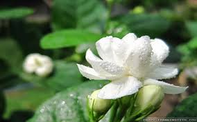It has various foul smelling relatives like eastern skunk cabbage as well. Most Fragrant Flowers Of The World