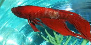 The parasite stays on the fish for up to 4 or 5 days before it. Betta Fish Diseases How To Treat A Sick Betta Fish Bettafish Org