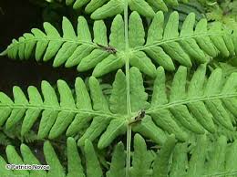 Image result for Histiopteris