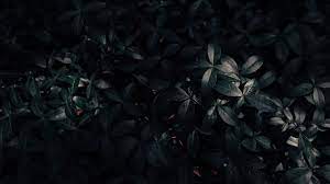 Download hd wallpapers for free on unsplash. Download Wallpaper 2560x1440 Plant Leaves Dark Widescreen 16 9 Hd Background