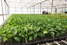 With so few reviews, your opinion of record buck farms could be huge. Farms Via Citrus