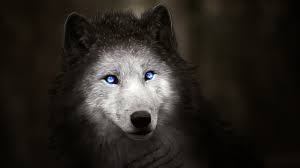 53 white wolf hd wallpapers and background images. Wolf Blue Eyes Majestic Digital Art Wolf Wallpaper Blue Eyes 2560x1440 Wallpaper Teahub Io