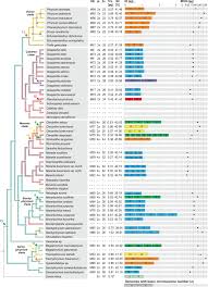Image result for Sarcophrynium brachystachyum