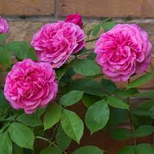 Gertrude Jekyll English Rose Climbers English Roses Bred By David Austin Rose Garden Design Climbing Roses David Austin Roses