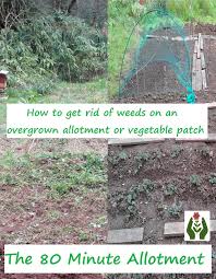 We did not find results for: The Green Fingered Blog How To Get Rid Of Weeds On An Overgrown Allotment Or Vegetable Patch