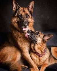 Pin By Barbara Brown On Cute Animals In 2020 German Shepherd Dogs German Sheperd Dogs German Shepherd