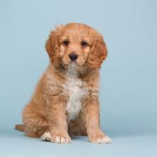 The first decision you need to make is whether to buy a puppy from a cavapoo breeder or rescue an older dog. Cavapoo Your All Around Wonder Dog K9 Web