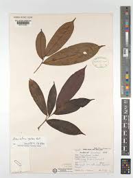 Image result for Uvariastrum germainii