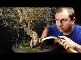 Arrosage, rempotage, engrais, taille, et le bonsai ficus appartient à la famille des moraceae. Yamadori Bonsai Material Repotting