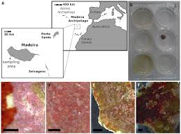 Image result for Patella aspera