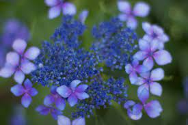 Bigleaf hydrangeas, leaves, the arnold arboretum of harvard university keywords: Hydrangea Macrophylla Claudia Roots To Blooms