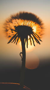 Pin By Thủy Khiết Linh On Hoa Khai In 2020 Dandelion Flower Dandelion Nature Hd