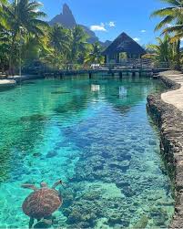 Luxury Travel Community On Instagram Sea Turtles Enjoying The Tropical Waters Of Bora Bor Beautiful Places To Travel Vacation Places Cool Places To Visit