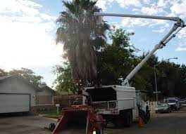 Their certified arborists can determine whether a tree can be saved or if the best option is to cut it down. Local Professional Tree Removal Trimming Services Tree Removal Service Near Me Tree Removal Trimmings Emergency Operating Hours And More