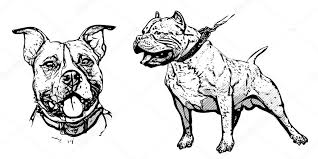 Ilgili Resim Pitbull Cizim Resim