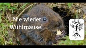 Wie man sich vor den nagetieren schützen. Wuhlmause Vertreiben Ohne Gift Und Fallen Youtube